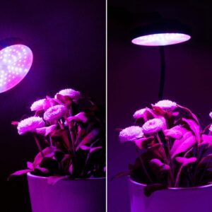The ultimate guide to choosing grow lights for indoor plants | https://gadingcity.com/the-ultimate-guide-to-choosing-grow-lights-for-indoor-plants/