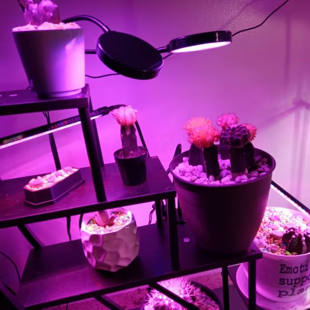 The ultimate guide to choosing grow lights for indoor plants | https://gadingcity.com/the-ultimate-guide-to-choosing-grow-lights-for-indoor-plants/
