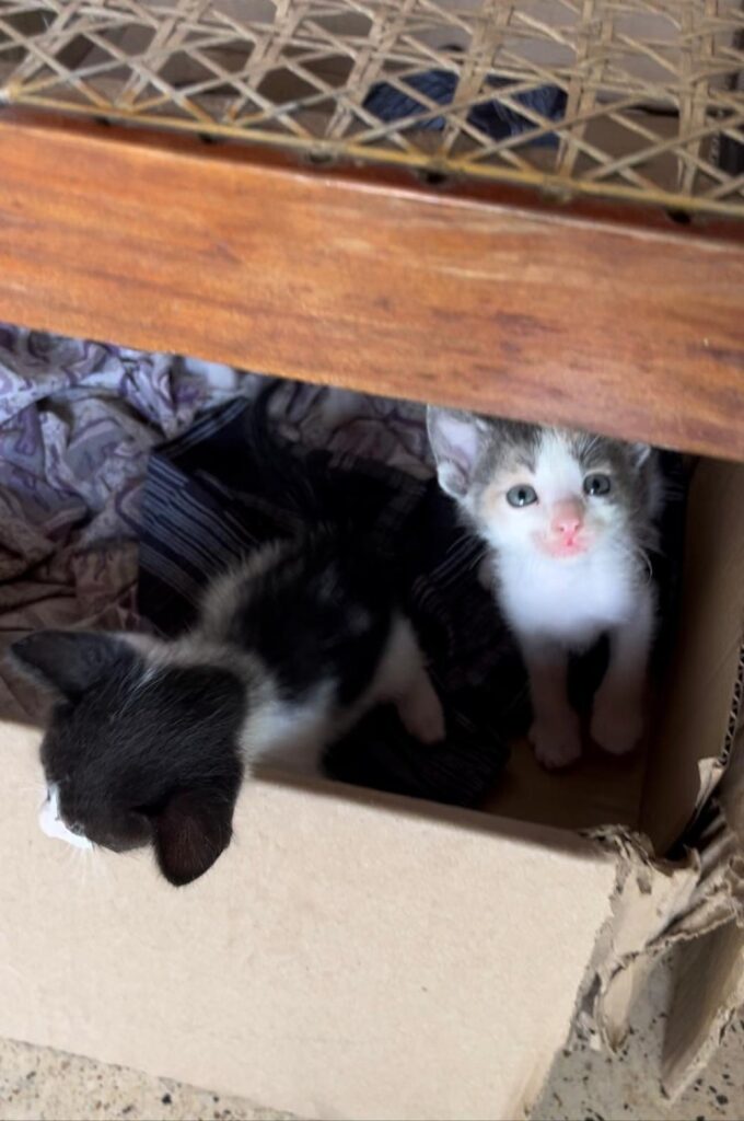 Small Kittens in a box: A cat's tale